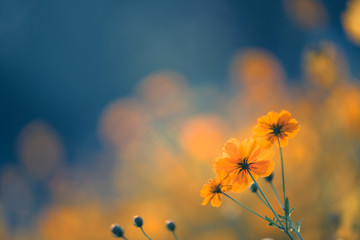 口袋侦探的游戏攻略